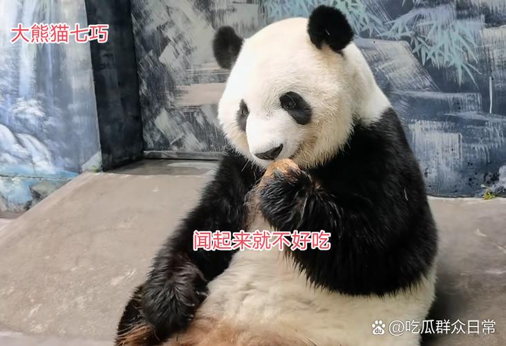 熊猫广告视频搞笑视频游戏截图