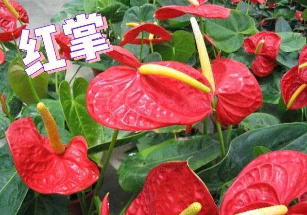 新手养花的10个技巧