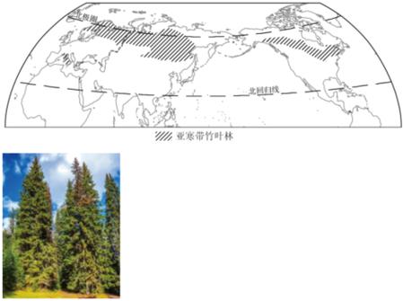 针叶林为什么叫泰加林图标