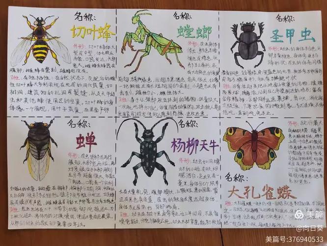 昆虫记昆虫绰号缩略图