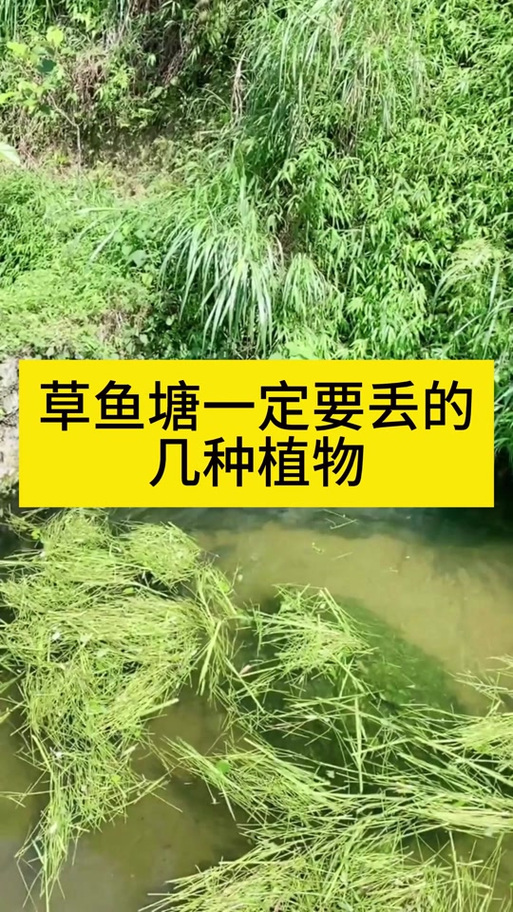 草鱼塘平台缩略图