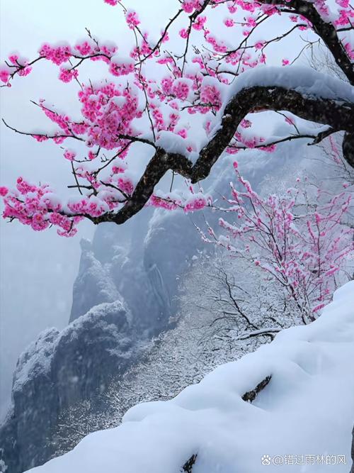 梅花带雪的视频图标