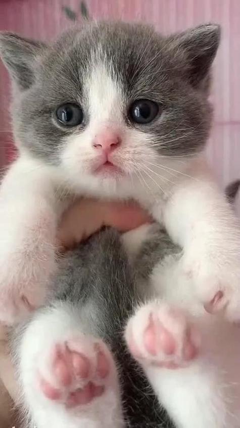 猫咪最新短视频缩略图