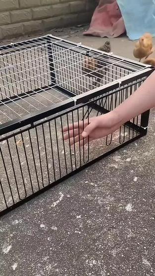 鸽子碰笼设计图