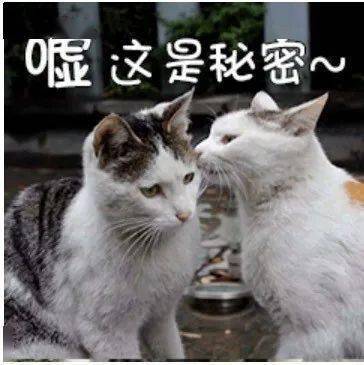 聊天加表情和不加表情的区别
