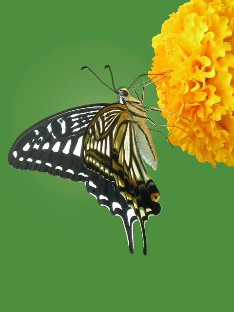 花蝴蝶电视剧高清单掌缩略图