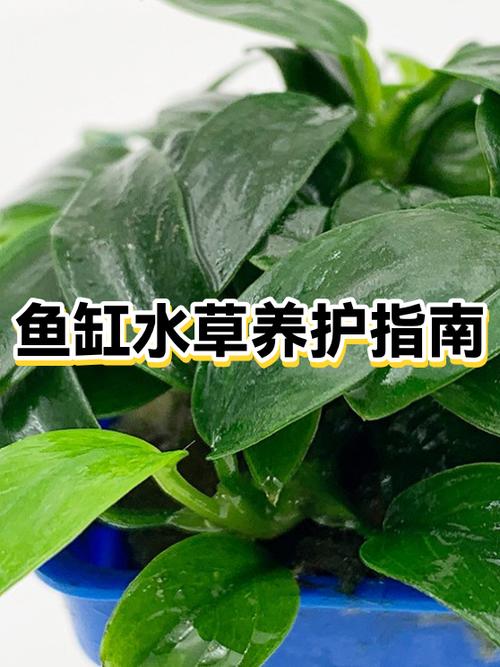 鱼缸过滤器不吐泡有氧么图标