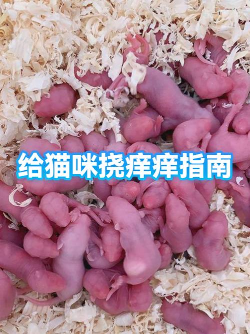 猫为什么喜欢给它挠痒痒