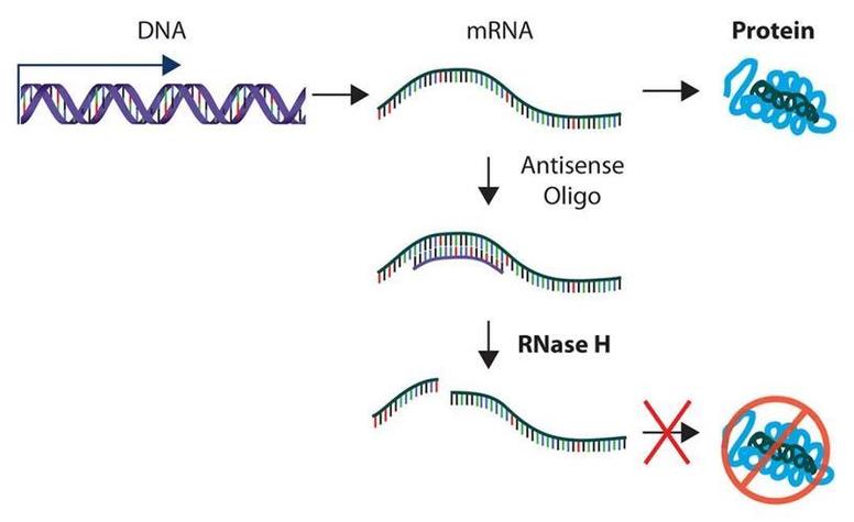 cdna是寡义DNA