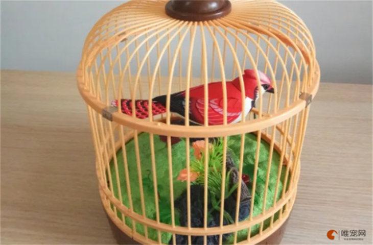 鹦鹉笼里放什么玩具好图标