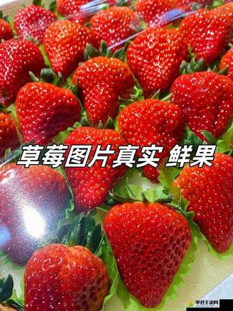 小草莓和大草莓哪个好缩略图