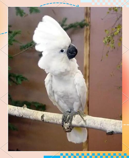 白色鹦鹉代表什么象征意义