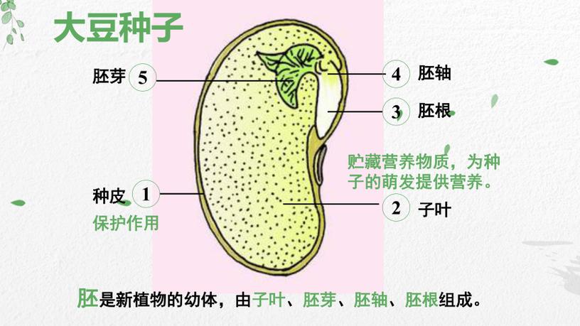 植物种子系统游戏截图