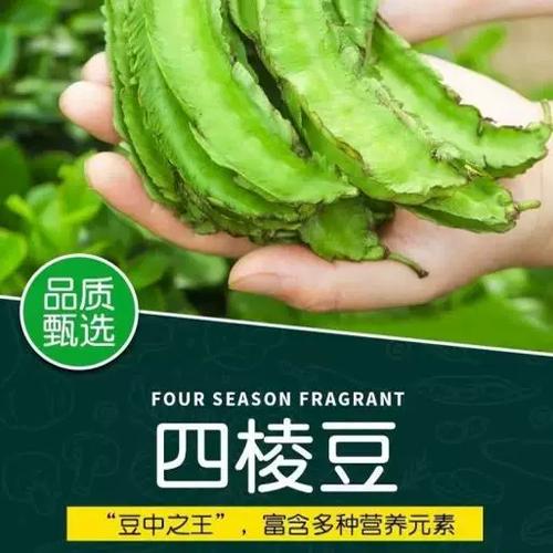 海南龙豆