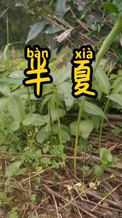 半夏的别名叫什么