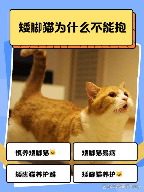 矮脚猫为什么不能抱