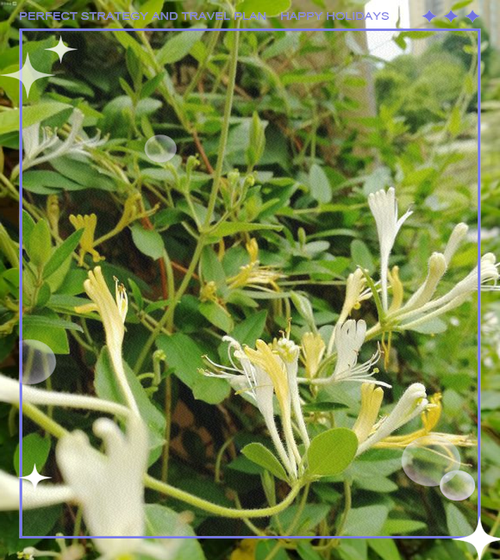 金银花种类