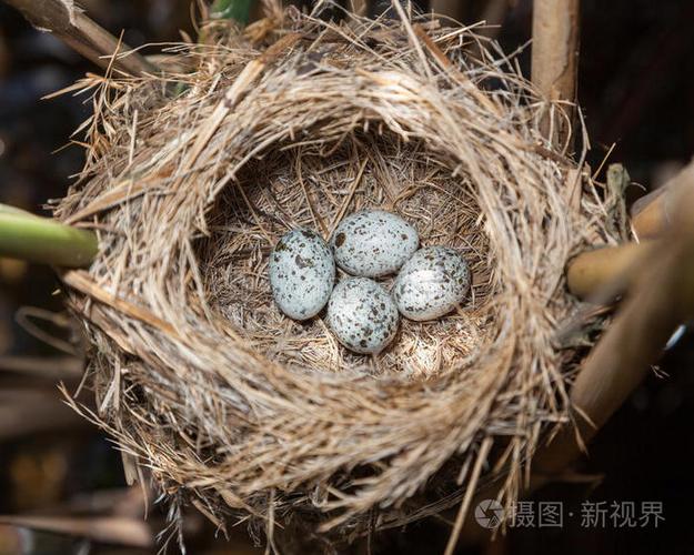 鸟类育雏视频缩略图