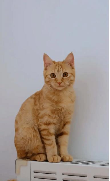 猫叫声驱赶老鼠循环播放缩略图