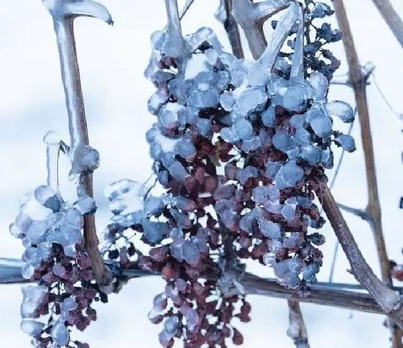 icewine多少钱一瓶图标