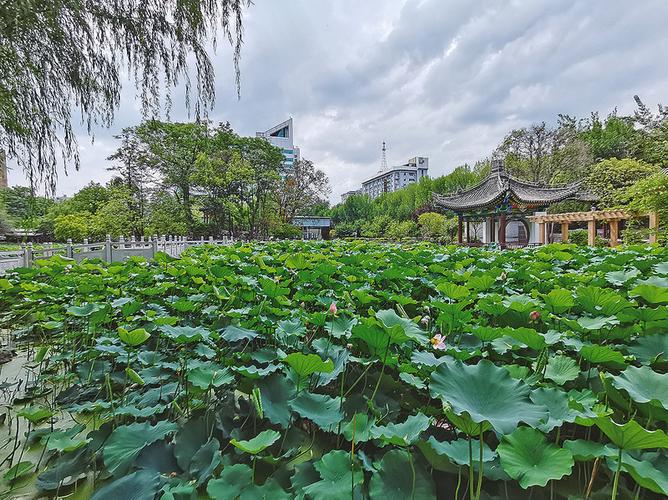荷花欣赏视频缩略图
