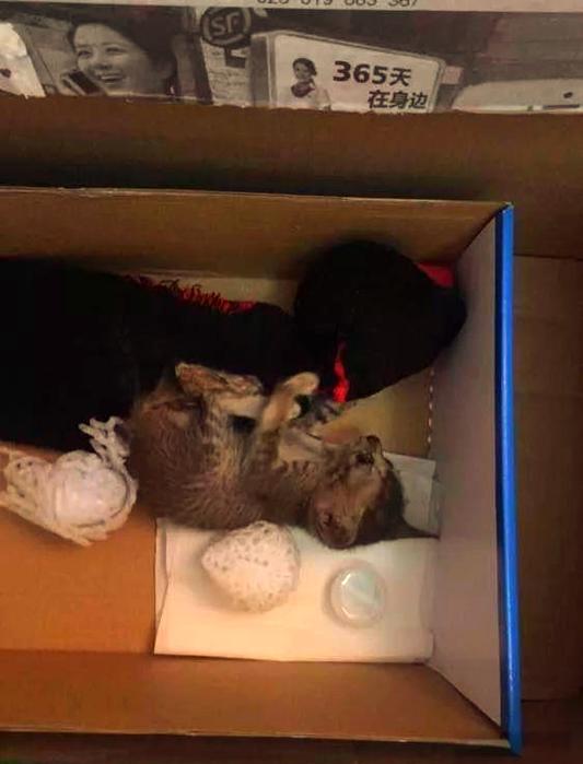 人一旦放弃喂流浪猫了心理