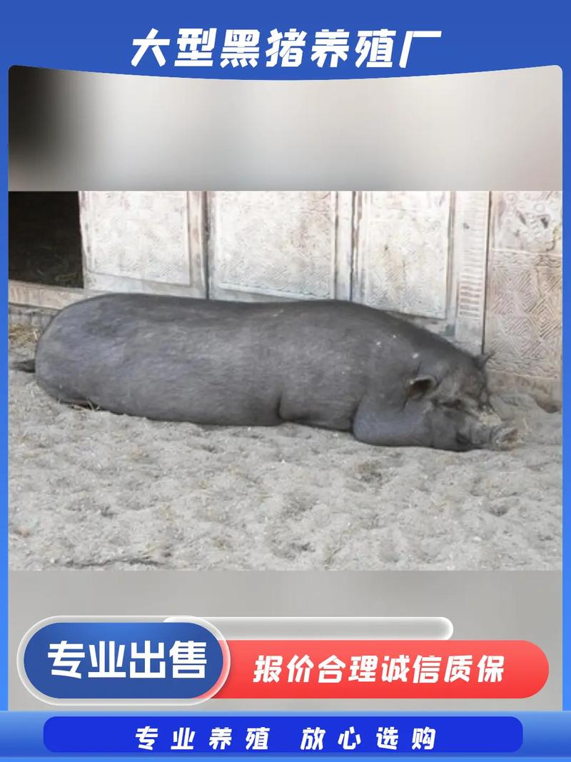 30一40斤小猪多少钱一斤游戏截图