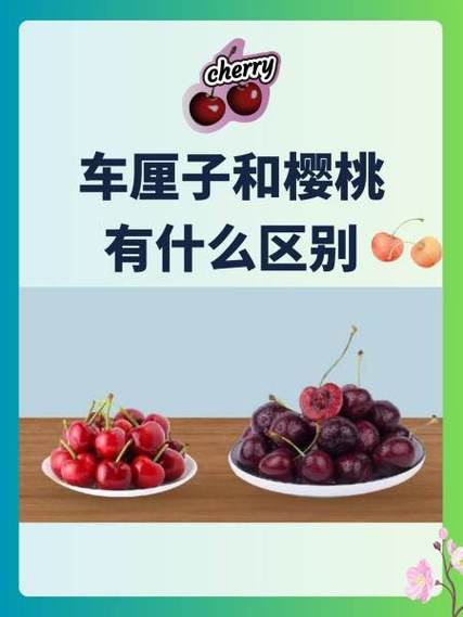 车厘子和樱桃的区别图缩略图