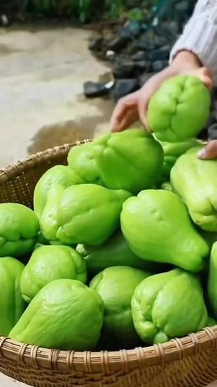 各种瓜类图片大全缩略图