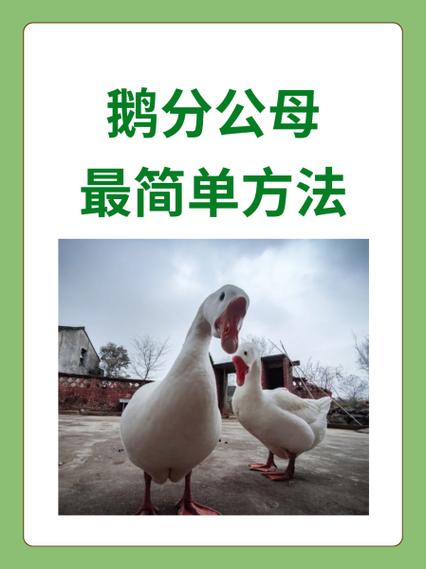 鹅最忌三种属相图标