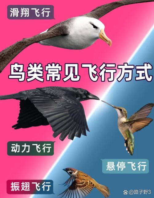 飞翔鸟任务奖励缩略图