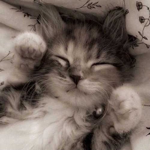 猫头像图片缩略图