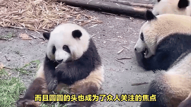 花花大熊猫红包版缩略图