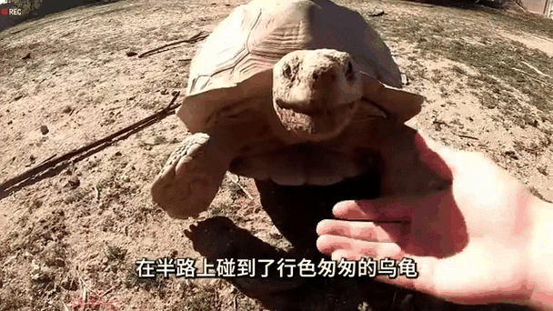 乌龟属于胎生还是卵生