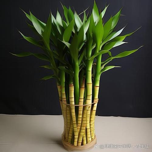佛堂供富贵竹几支最好缩略图