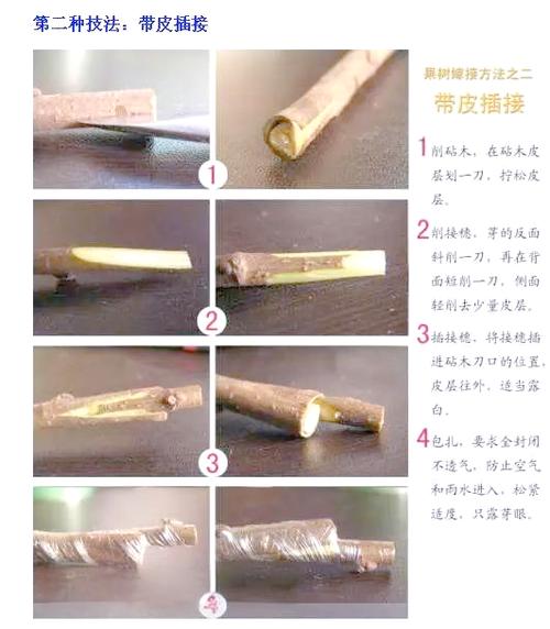 十种嫁接方法图解图标