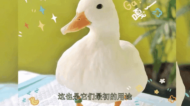小鸭子的表情包