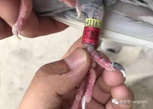 鸽子代码号查询图标