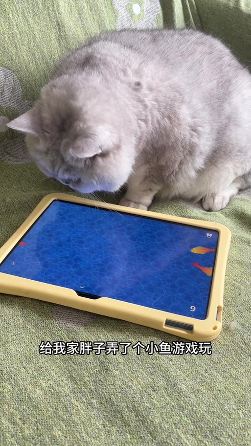 《小猫游戏》抓鱼缩略图