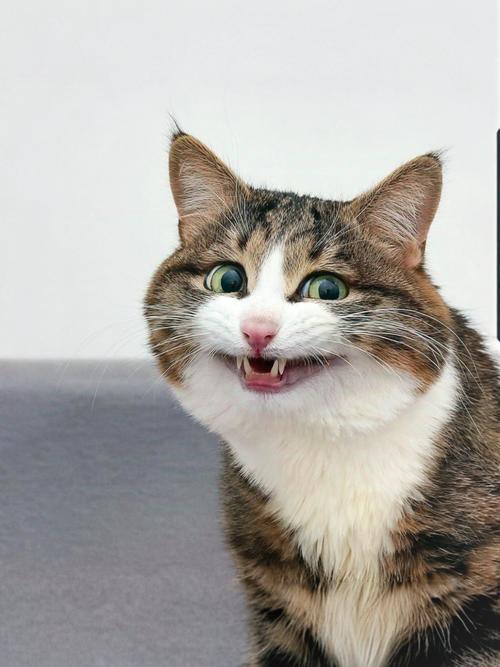 猫脸特效视频游戏截图