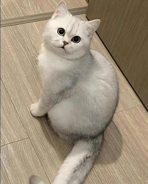 银渐层猫吃什么猫粮好缩略图