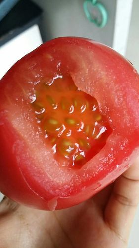 洋柿子燔茄小说全文免费图标