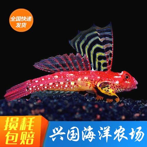 火麒麟兑换码鱼吃鱼