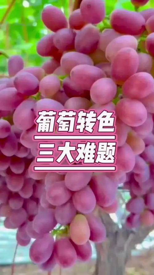 葡萄转缩略图