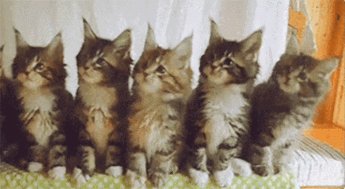 猫咪摇头表情包缩略图