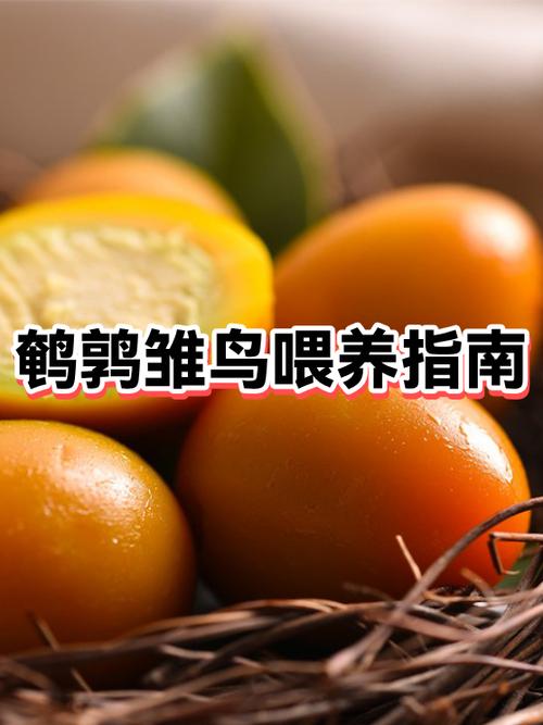 雏鸟怎么喂养缩略图