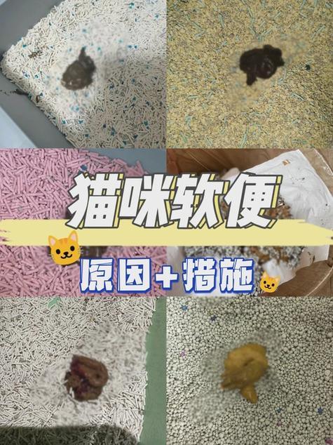 母猫会舔掉小猫的便便吗图标
