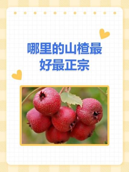 山楂好剧app下载缩略图