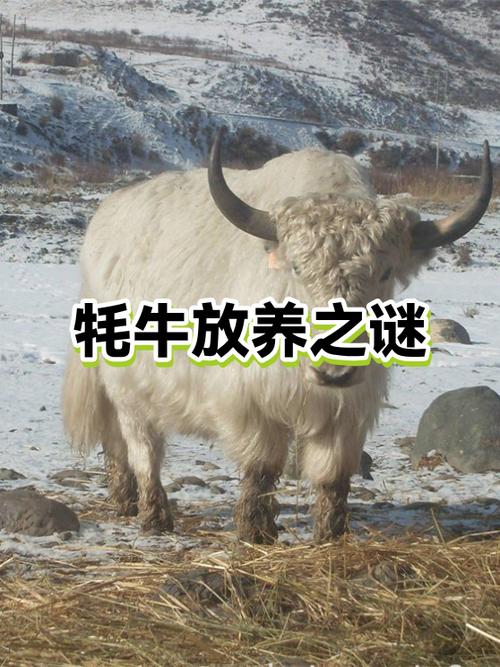 牦牛肉为什么不进市场