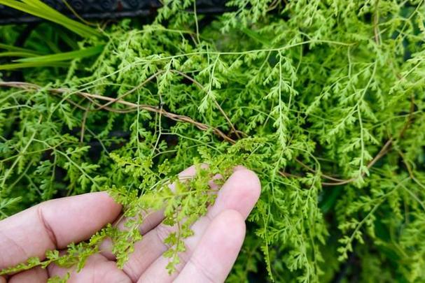结石最怕三种草药